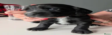 Cocker Spaniel 4