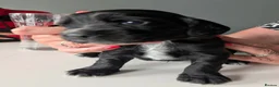 Cocker Spaniel dogs for sale: Working Cocker Spaniels  - Advert 5