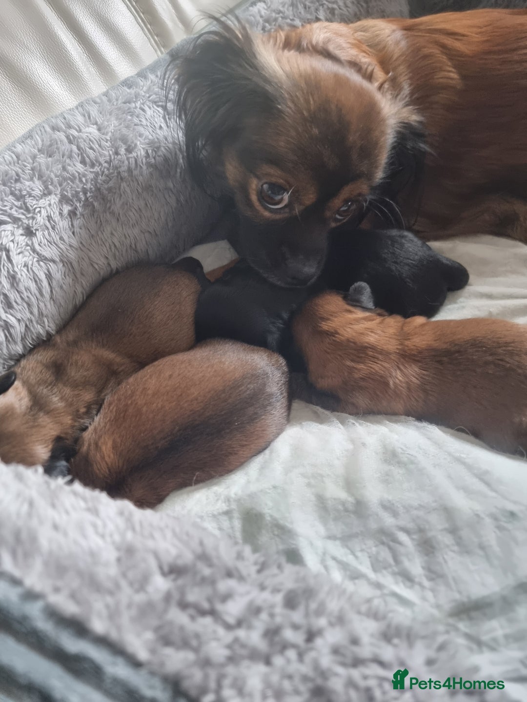 Shih Tzu dogs for sale: Shihtzu pupies. - Image 17