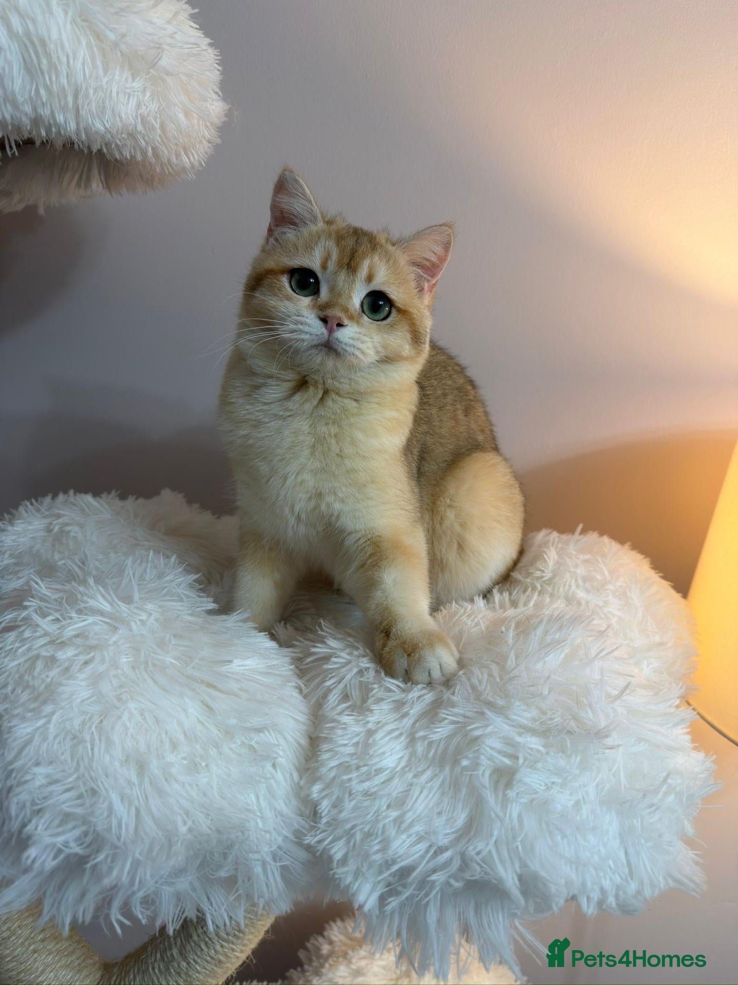 British Shorthair cats Retired - Golden Chinchilla NY12 Cats - Advert 2