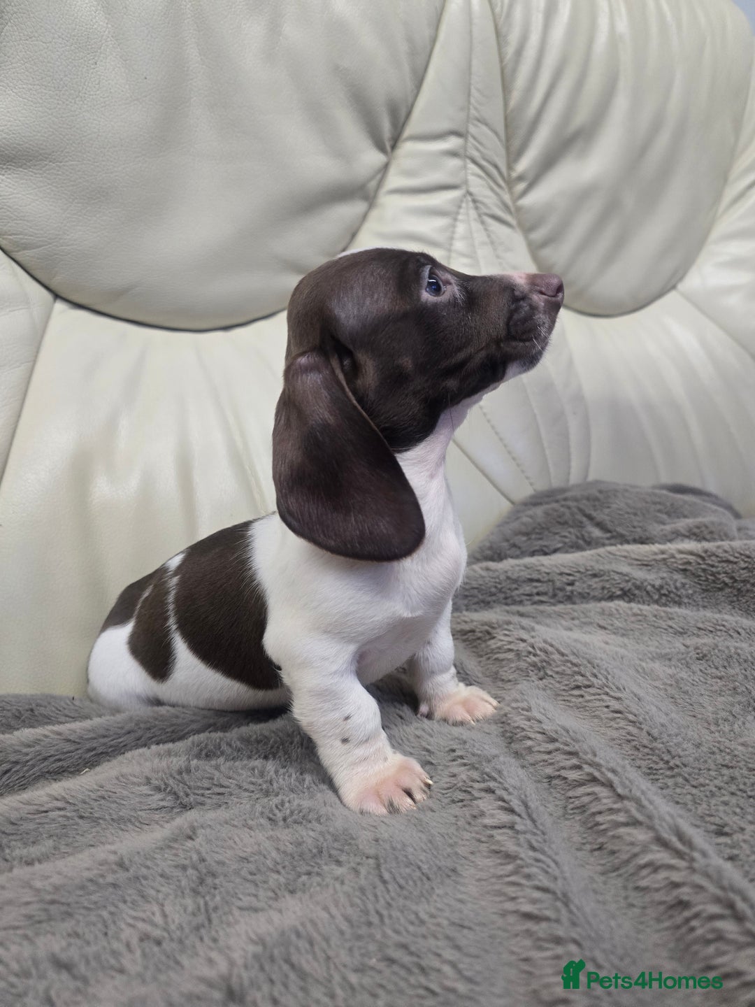 Miniature Dachshund dogs for sale: Miniature Dachshund Puppies - Advert 4