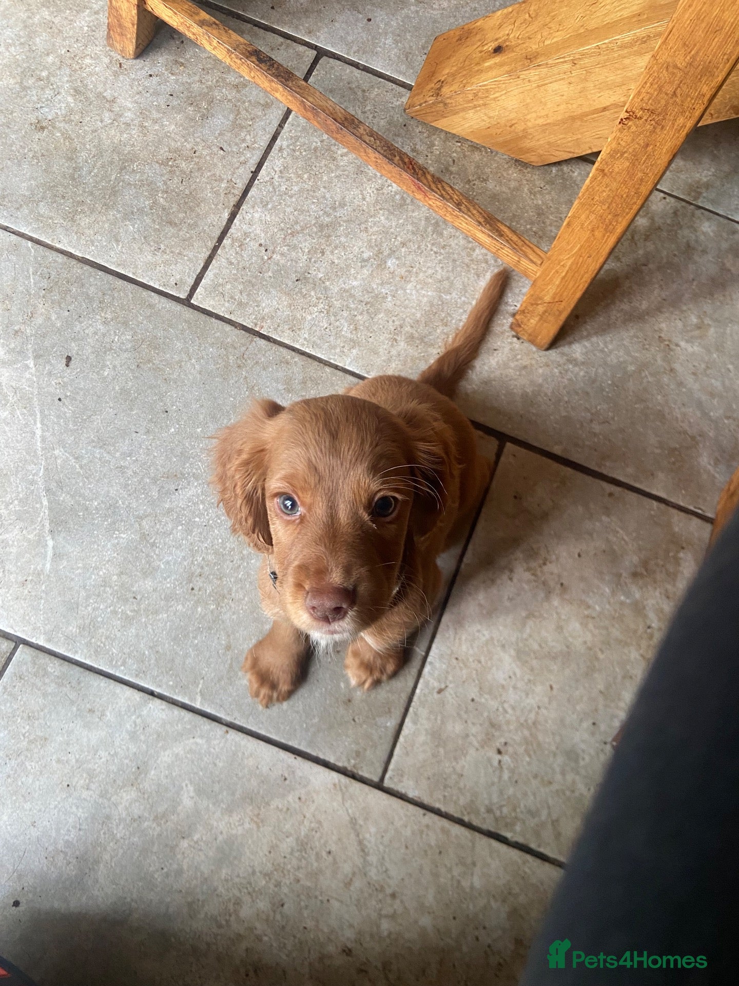 Cocker Spaniel dogs KC working cocker spaniel puppies! - Advert 3