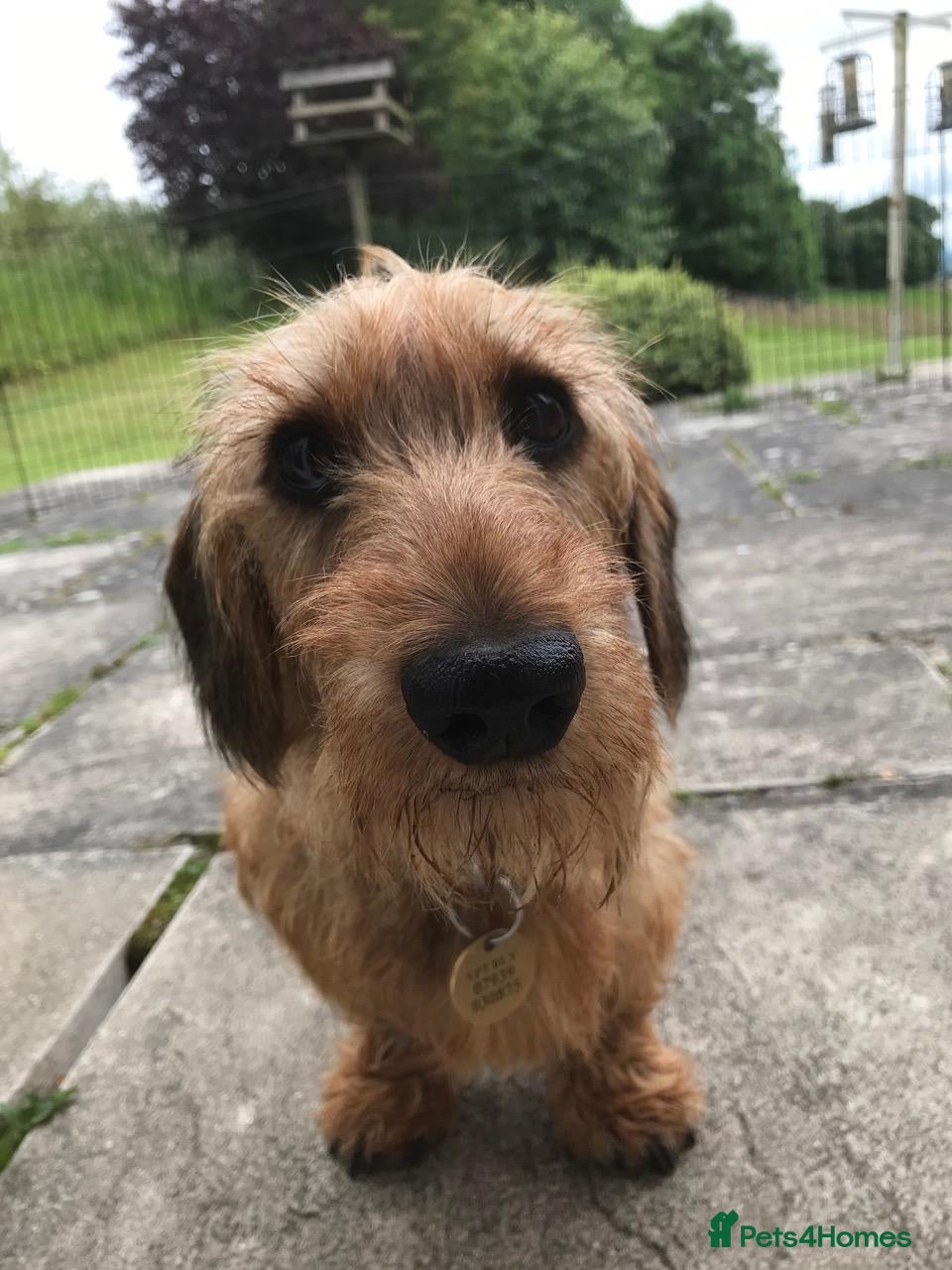 Dachshund dogs 4yr Old Dachshund for rehoming - Advert 2