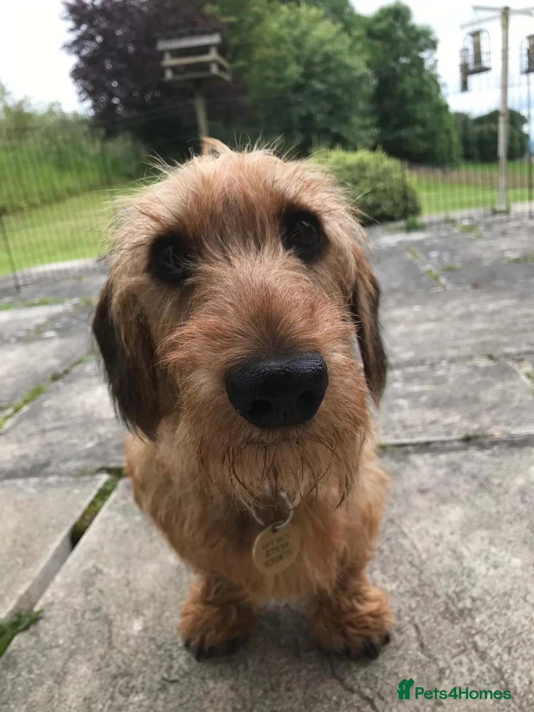 Dachshund dogs for sale: 4yr Old Dachshund for rehoming in Salisbury - Advert 1