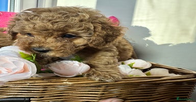 Toy Poodle dogs - Advert 6