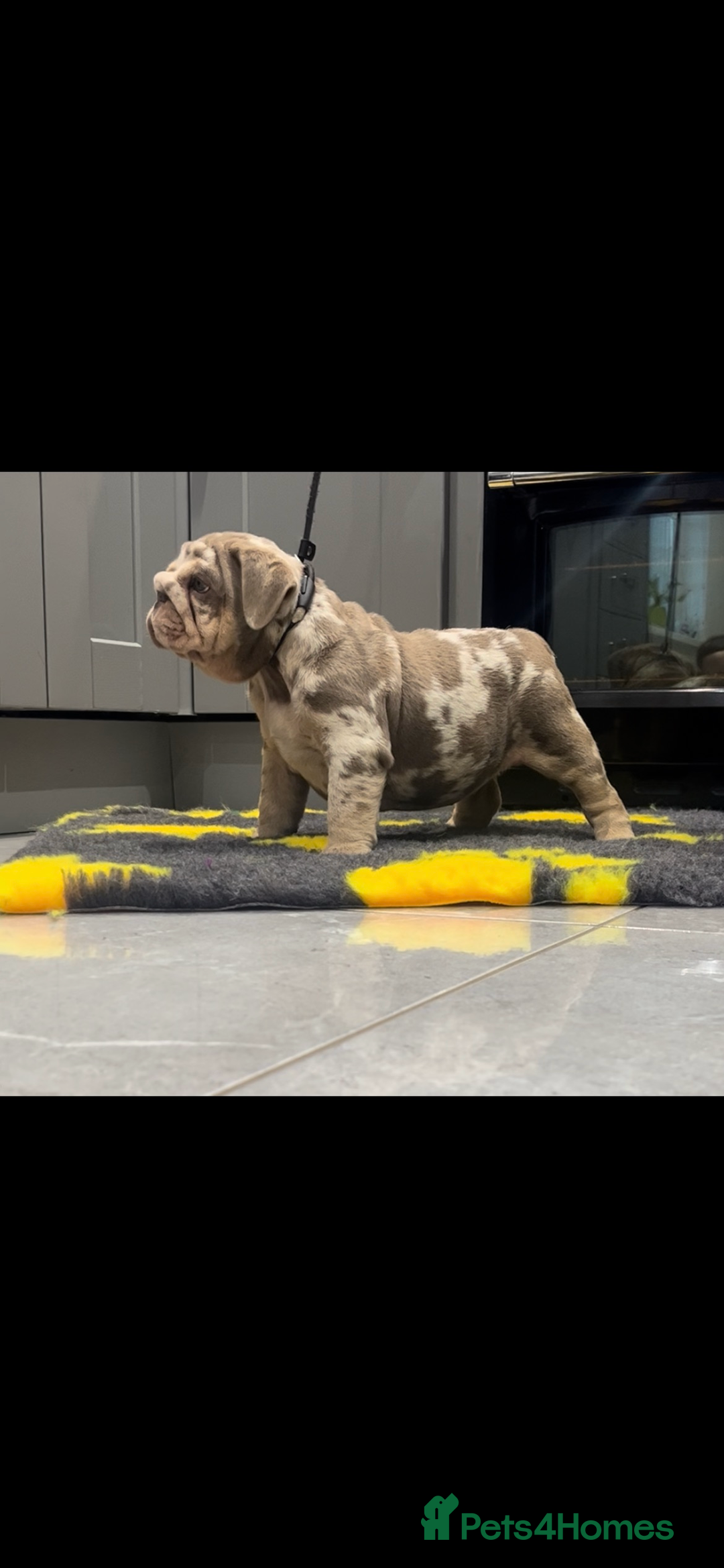 English Bulldog dogs for sale: English bulldog puppy Merle female  - Image 1