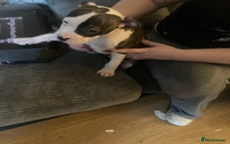 American Bulldog dogs for sale: american bulldog puppies - Image 4