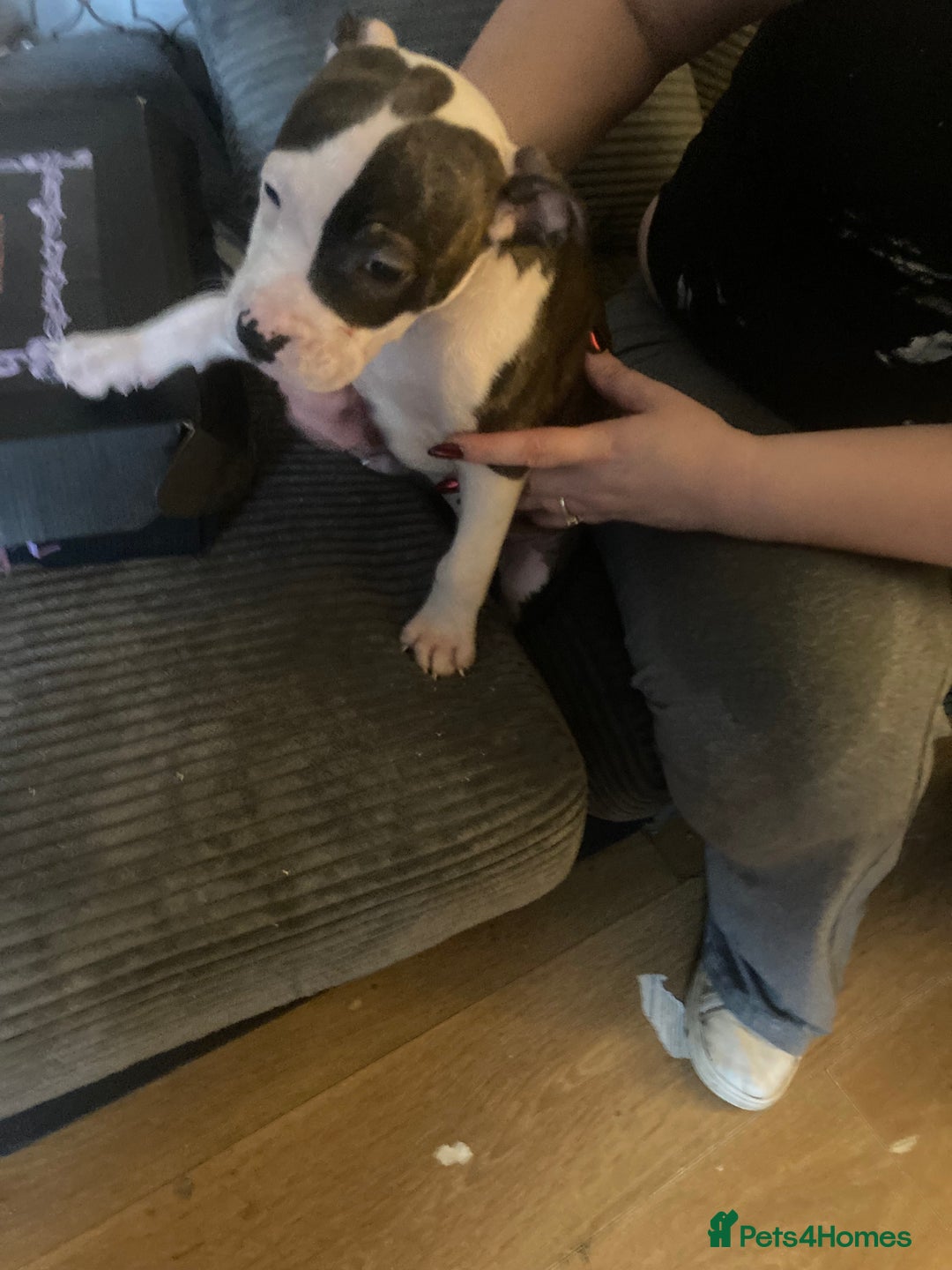 American Bulldog dogs for sale: american bulldog puppies - Image 4