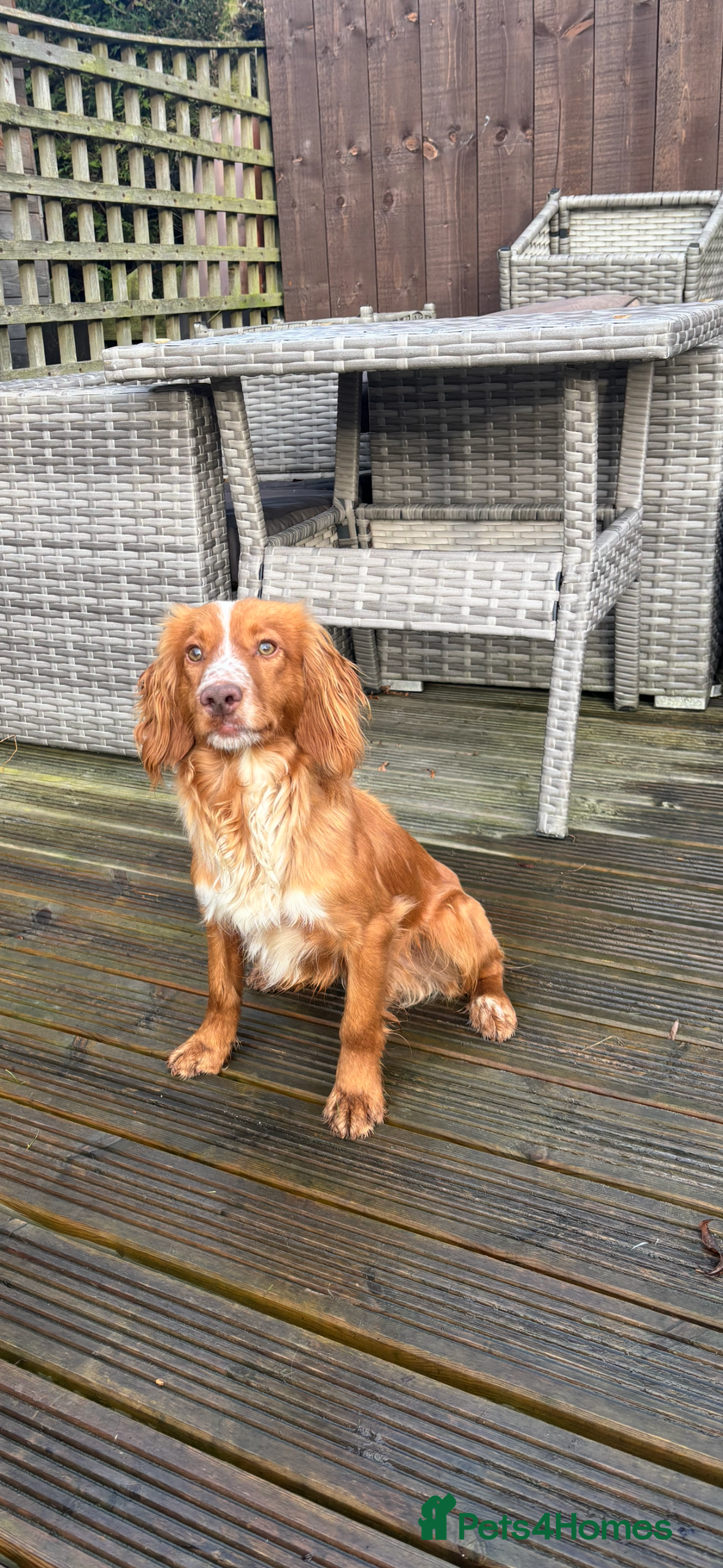 Cocker Spaniel dogs Cocker spaniel dog - Advert 4