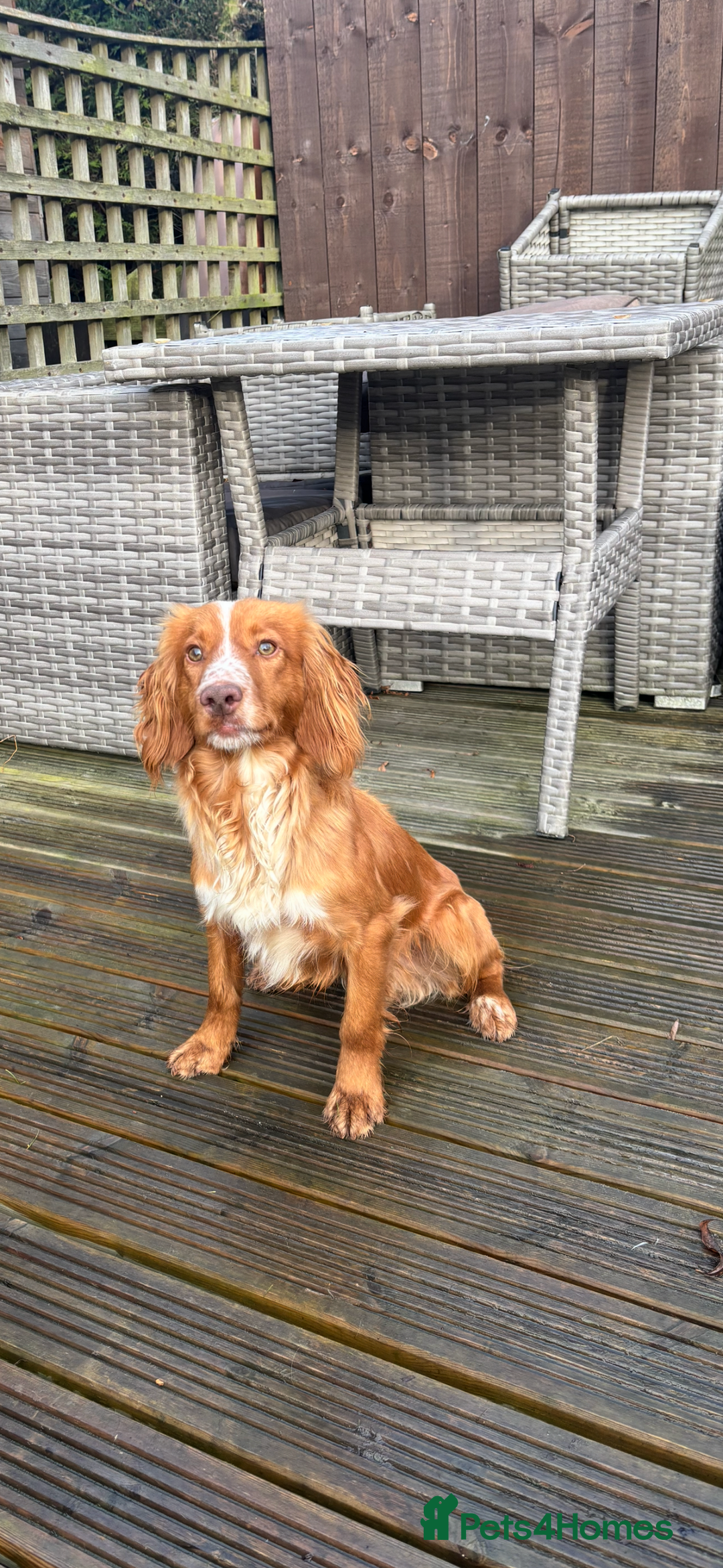 Cocker Spaniel dogs for sale: Cocker spaniel dog - Advert 1