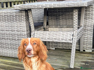 Cocker Spaniel dogs Cocker spaniel dog - Advert 4