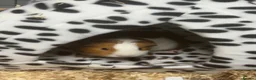 Guinea Pig rodents for sale: Guinea pigs sadly for rehoming  in Lincoln - Advert 7