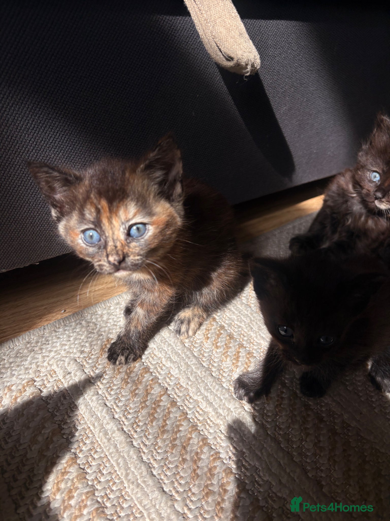 Mixed Breed cats 4 kittens - Advert 17