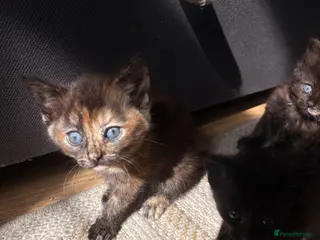 Mixed Breed cats 4 kittens - Advert 17