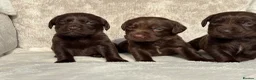 Cockerdor dogs for sale: Stunning Cockerdor chocolate puppies - Advert 4