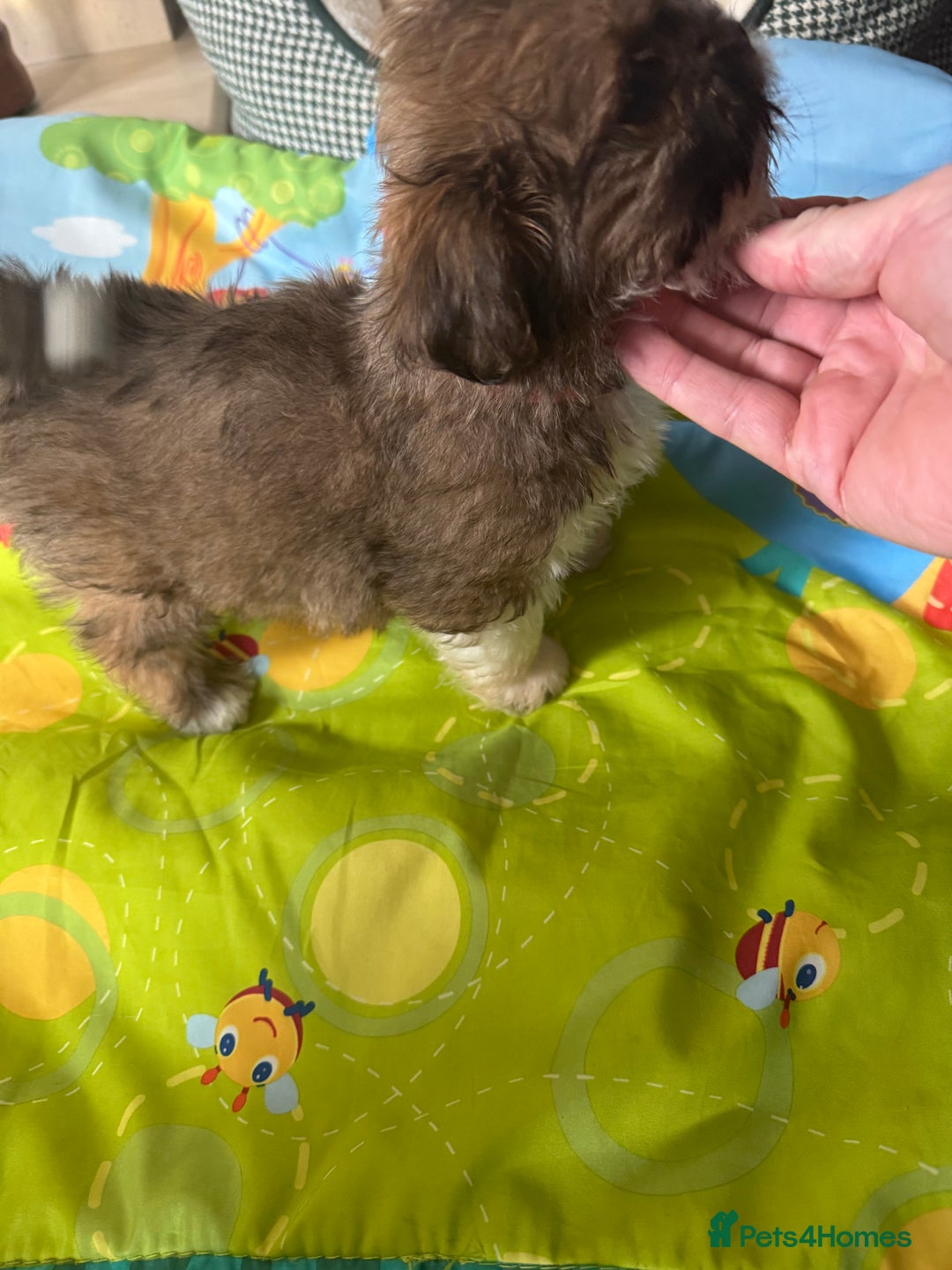 Lhasa Apso dogs for sale: KC reg female Lhasa apso puppy PRA clear  - Advert 10