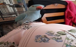 Parrots birds for sale: Bugys, Blue Indian Ringneck Parrot - Image 2
