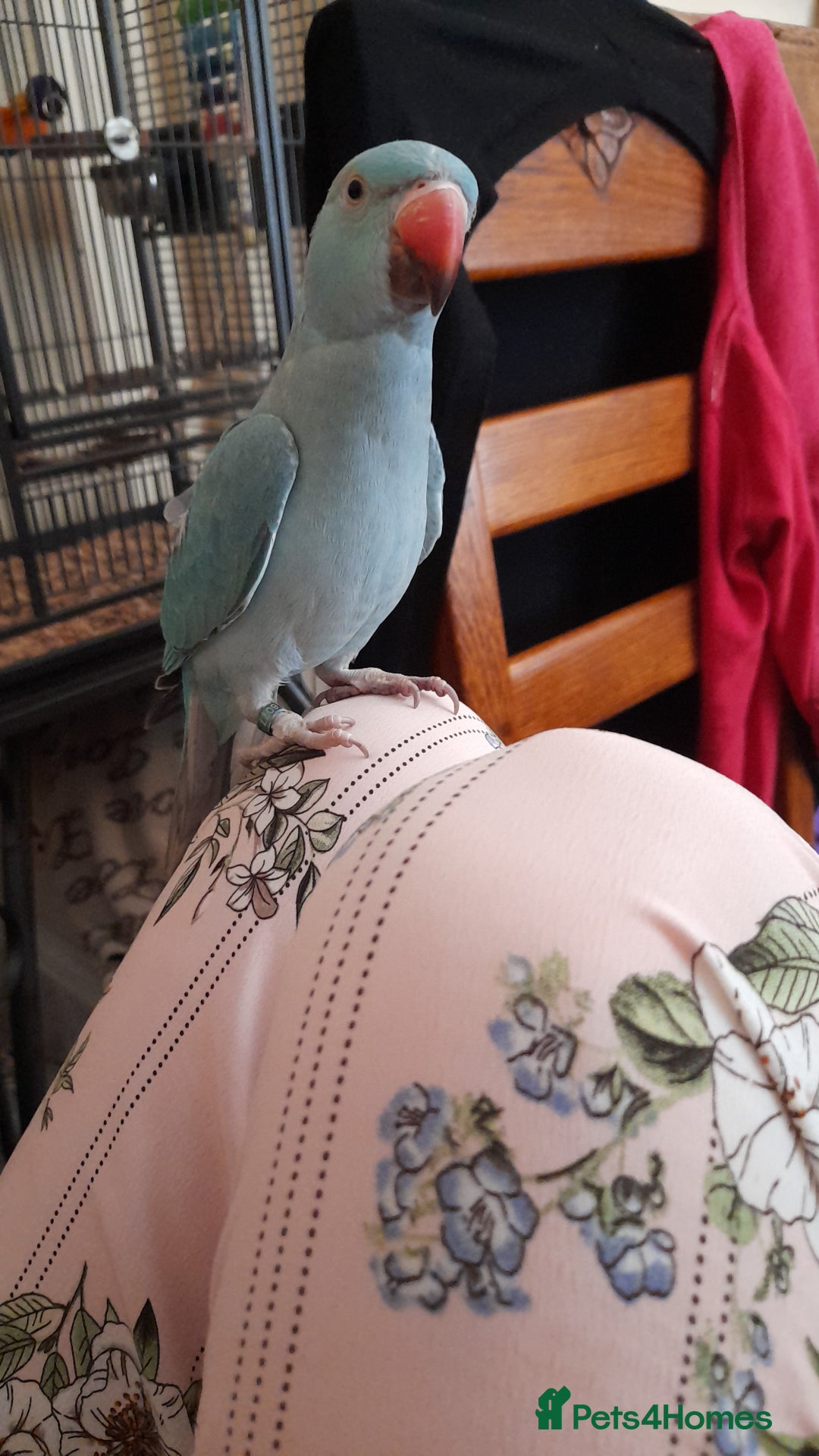 Parrots birds for sale: Bugys, Blue Indian Ringneck Parrot - Image 2