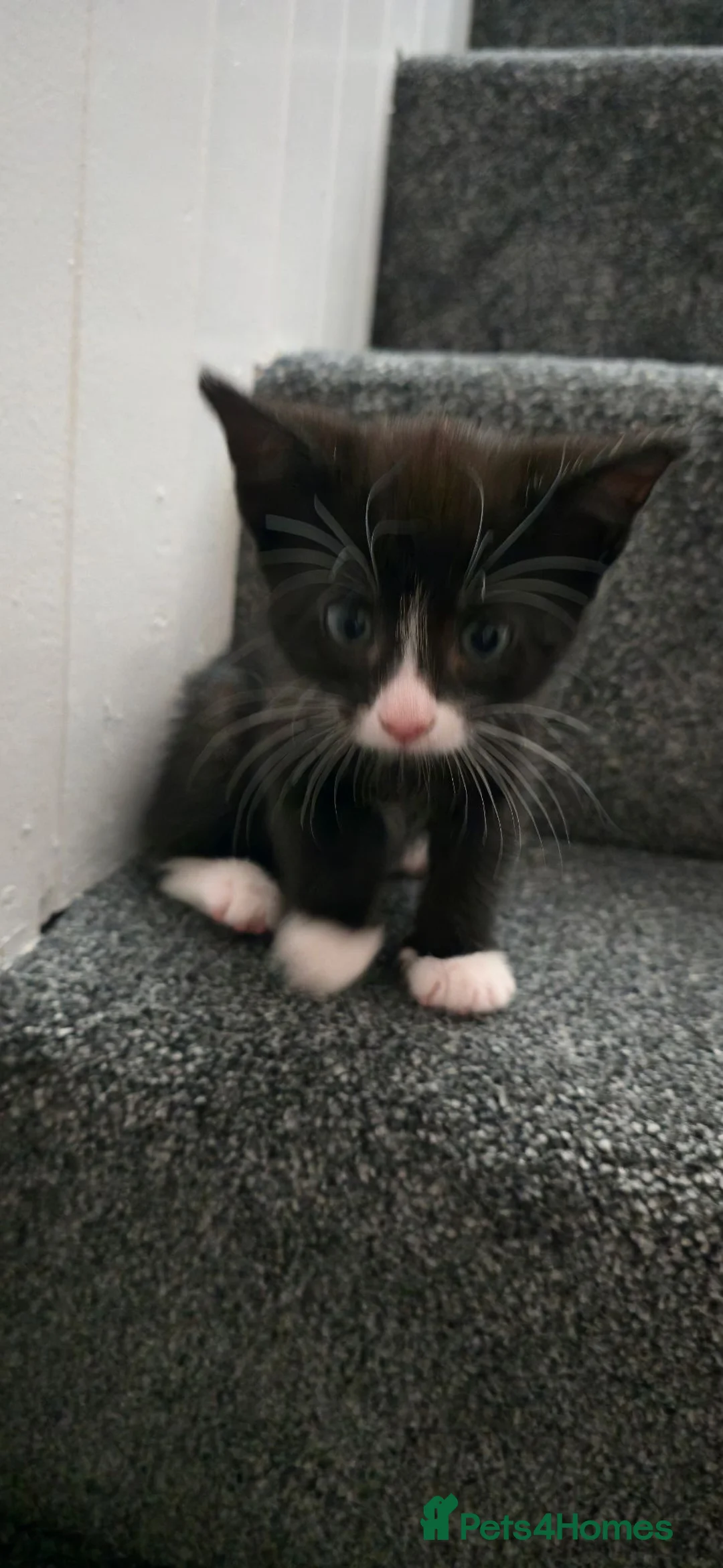 Domestic Shorthair cats for sale: Gorgeous male kittens  - Advert 2