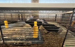 Hens poultry for sale: Black Croad Langshans for sale in Bolton  - Image 5