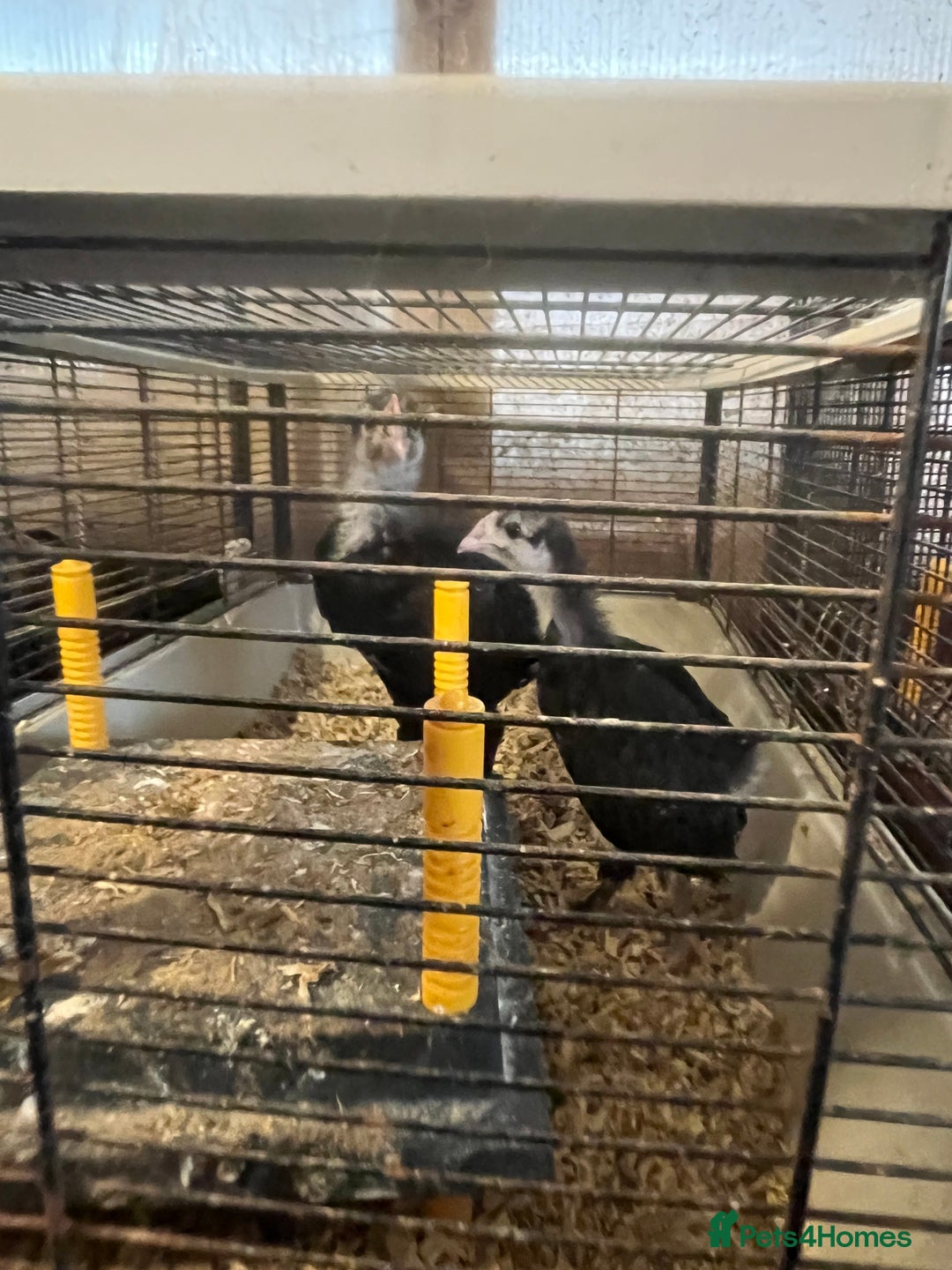 Hens poultry for sale: Black Croad Langshans for sale in Bolton  - Image 5