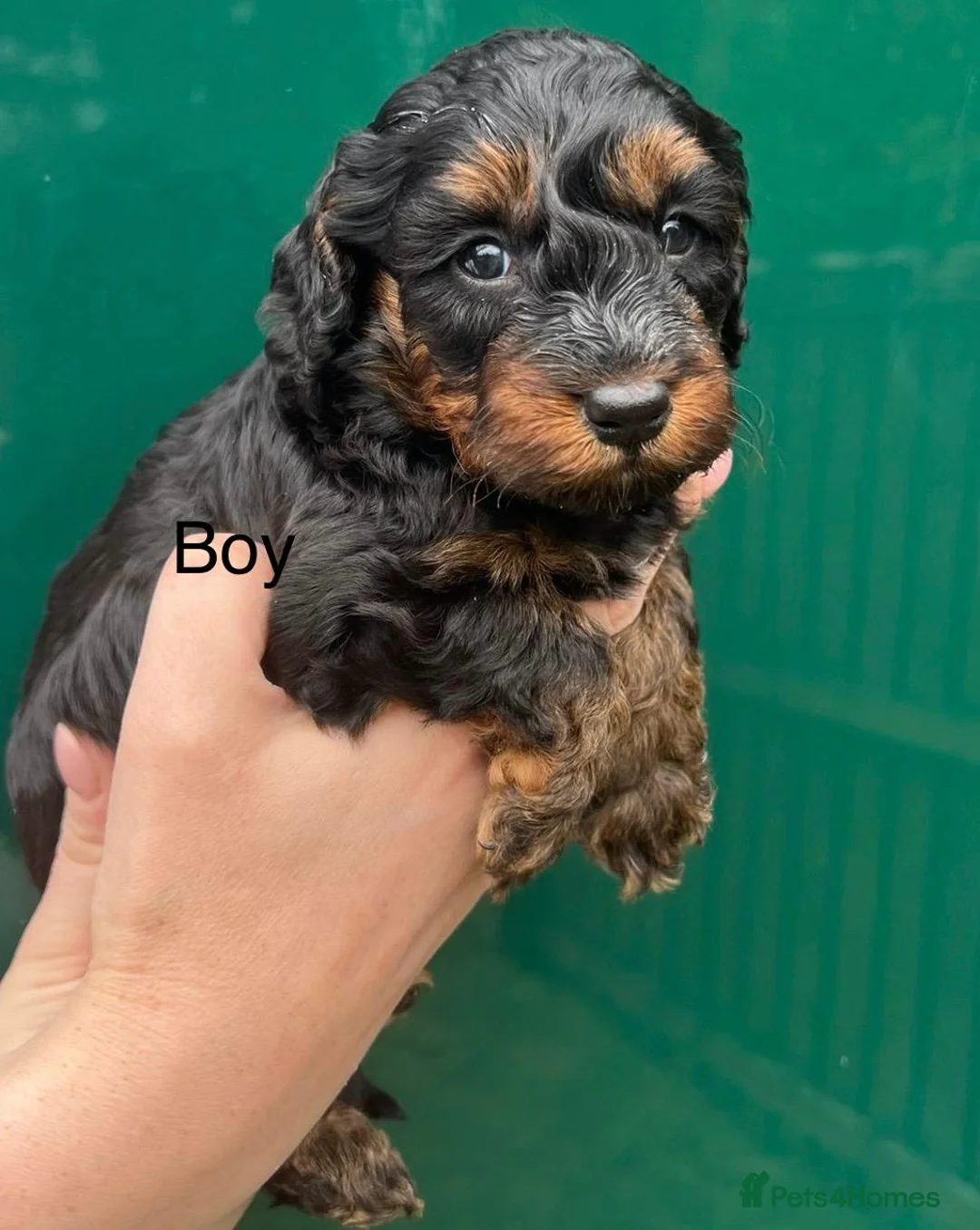 Toy Poodle dogs for stud: Beautiful Red Toy Poodle for Stud in Motherwell - Advert 9