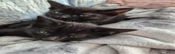 British Shorthair cats for sale: Kittens in Coventry - Advert 9