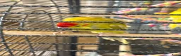 Budgerigars birds for sale: Kakarikis tame baby’s and Adults - Advert 4