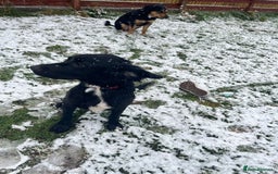 Mixed Breed dogs for sale: Black male springadore  - Image 6