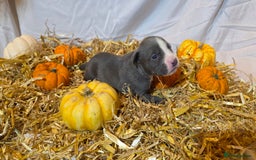Mixed Breed dogs for sale: 12 beautiful puppies - Image 13