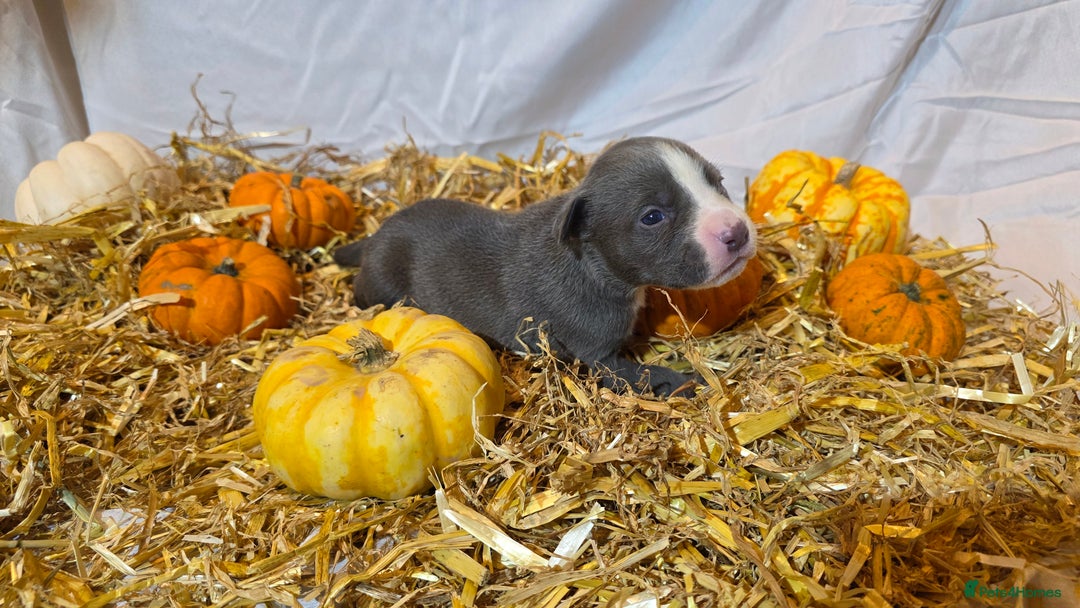 Mixed Breed dogs for sale: 12 beautiful puppies - Image 13