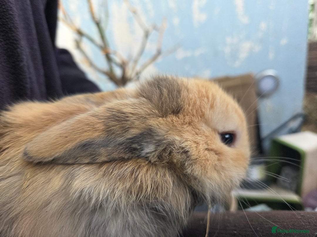 Mini Lop rabbits for sale: 🐰 Mini Lop Rabbits – Loving Homes Wanted 🏡 - Image 7