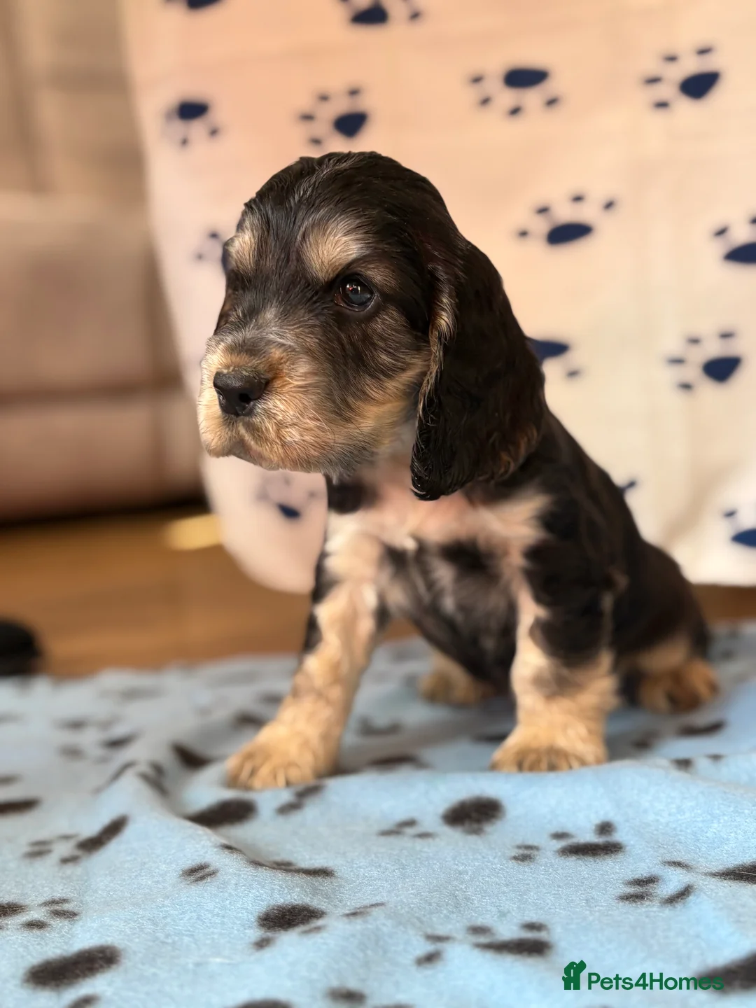 Cocker Spaniel dogs for sale: Last cocker spaniel puppy boy for sale  in Lincoln - Advert 13