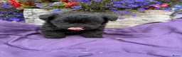 Westiepoo dogs for sale: Westipoo puppies 🐶🐶  - Advert 16