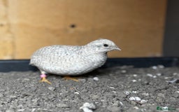 Mixed Breed birds for sale: Chinese Quail for sale  - Image 1