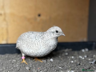 Mixed Breed birds - Advert 16