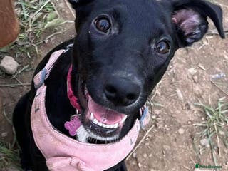 Mixed Breed dogs Luna - Whippador - Advert 1