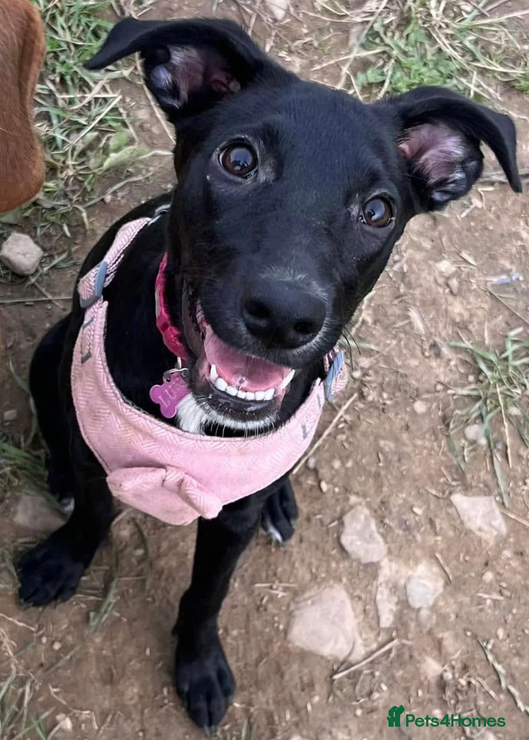 Mixed Breed dogs for sale: Luna - Whippador (new pictures & info on request) - Advert 1