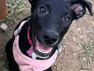 Mixed Breed dogs Luna - Whippador (new pictures & info on request) - Advert 6