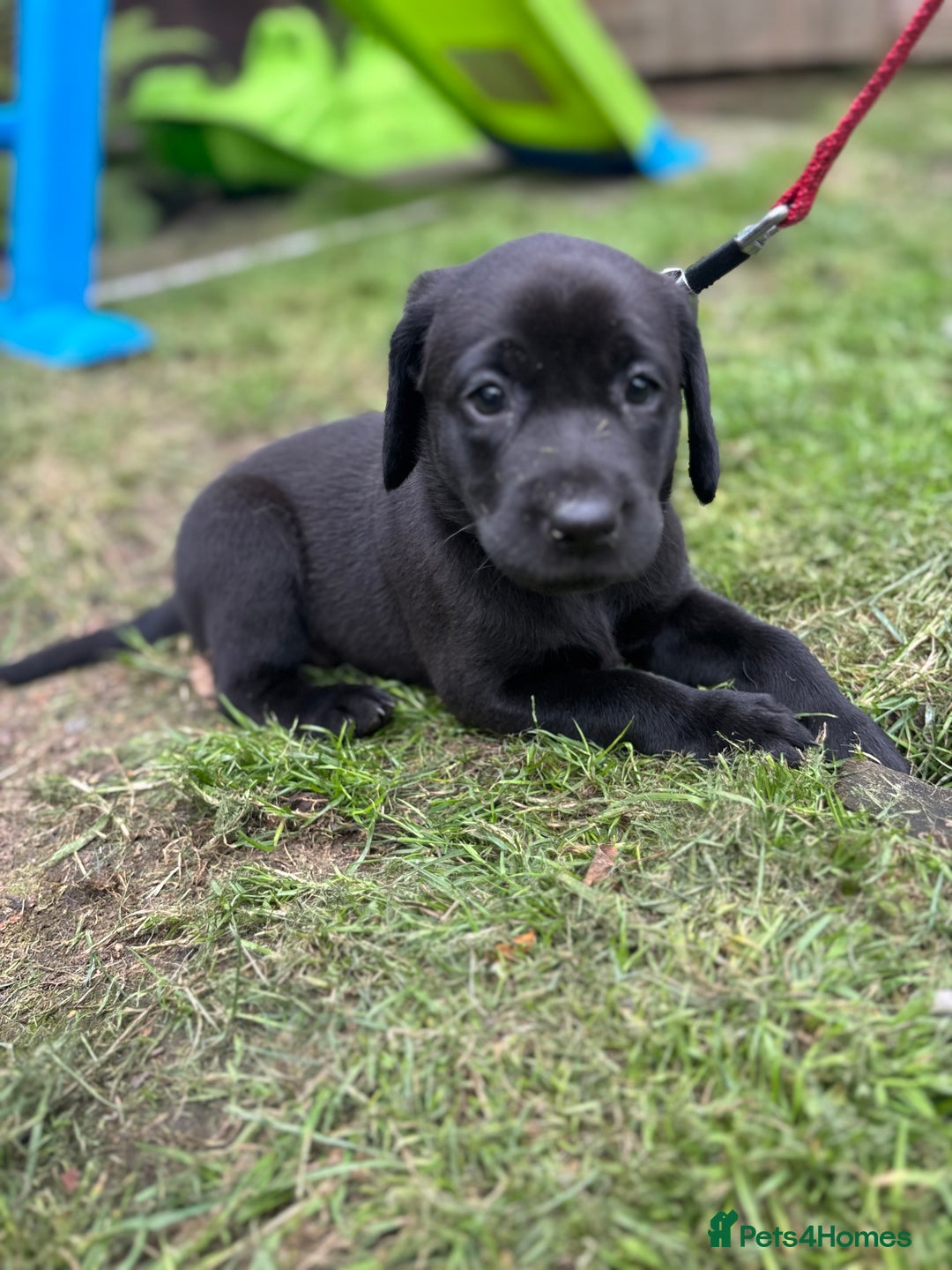 Labrador Retriever dogs for sale: KC registered Labrador retrievers for sale  - Image 10
