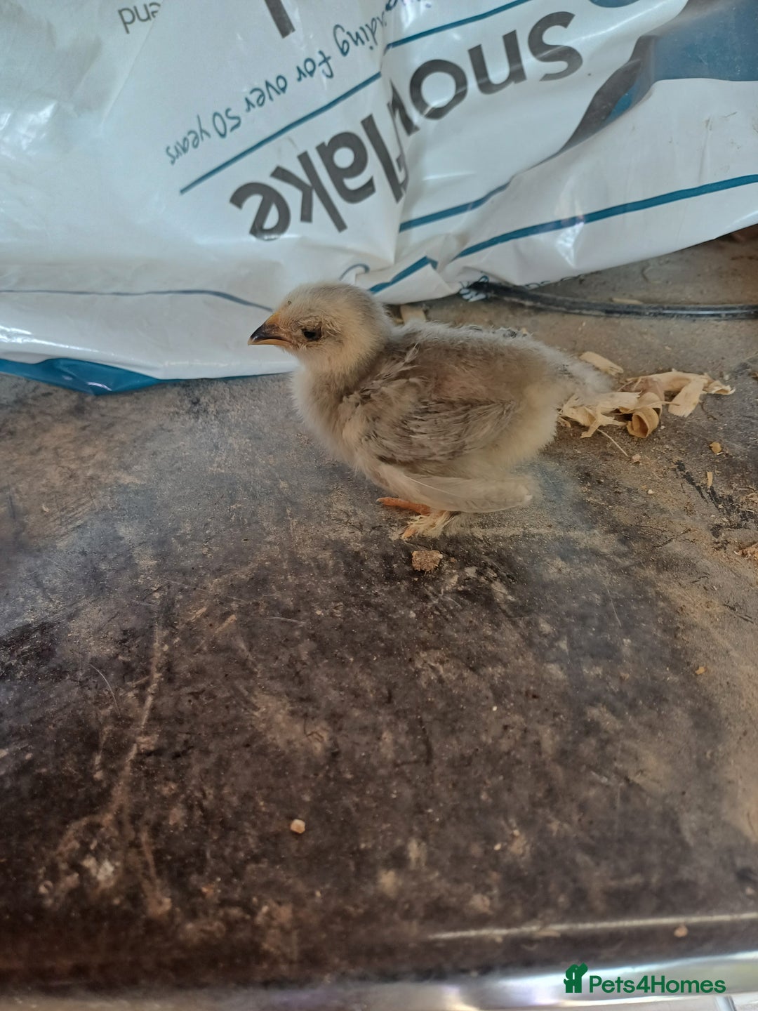Chickens poultry for sale: Pekin bantam chicks  in Rotherham - Image 7