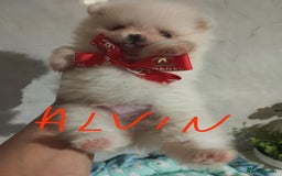 Pomeranian dogs for sale: 💝💝💝High-quality little boys💝💝💝 - Image 5