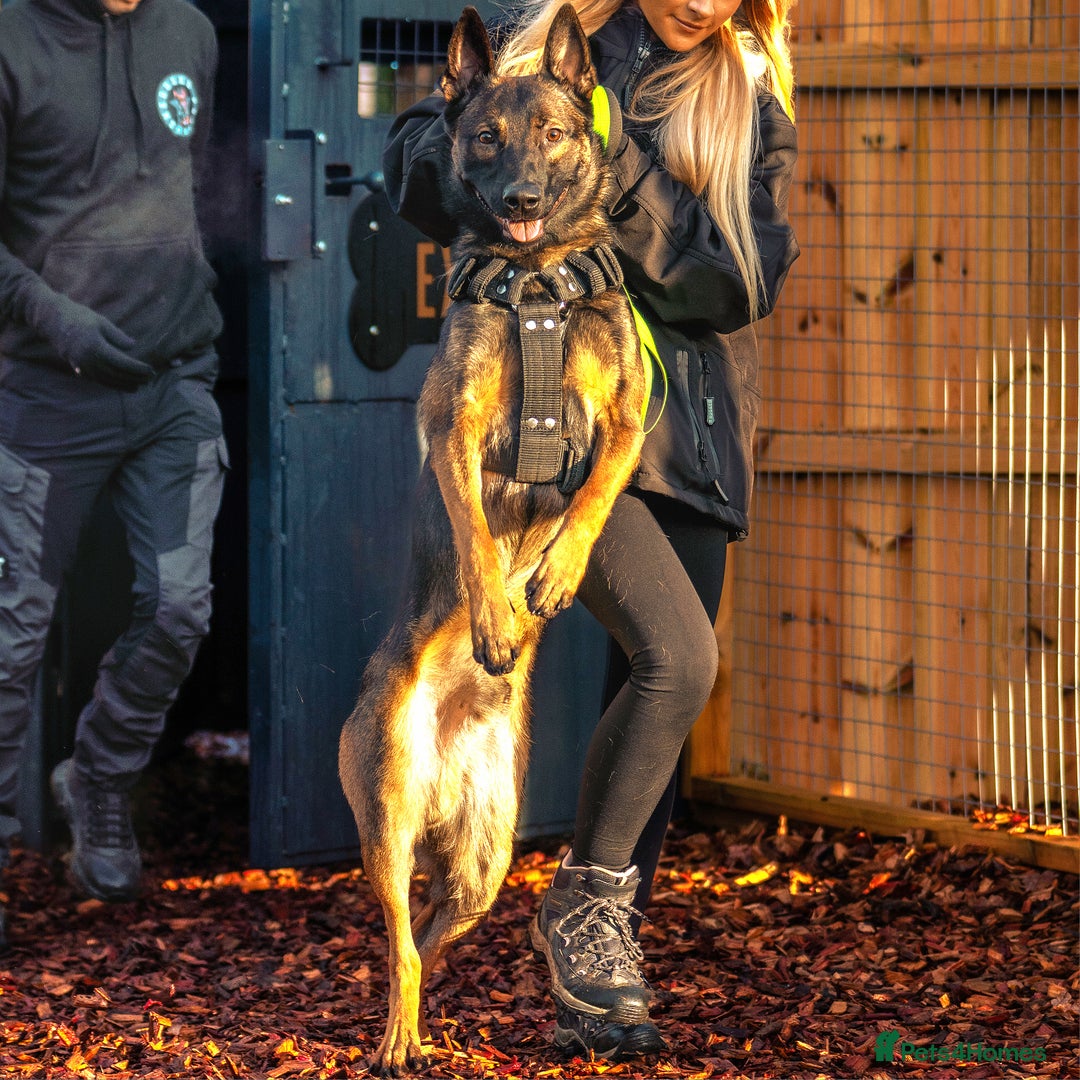 Belgian Shepherd Dog dogs for sale: Exclusive bloodlines  - Advert 21