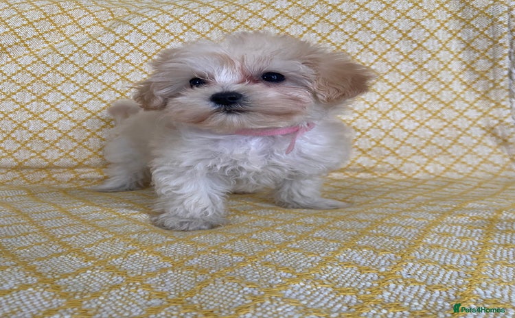 Maltipoo dogs - Advert 2