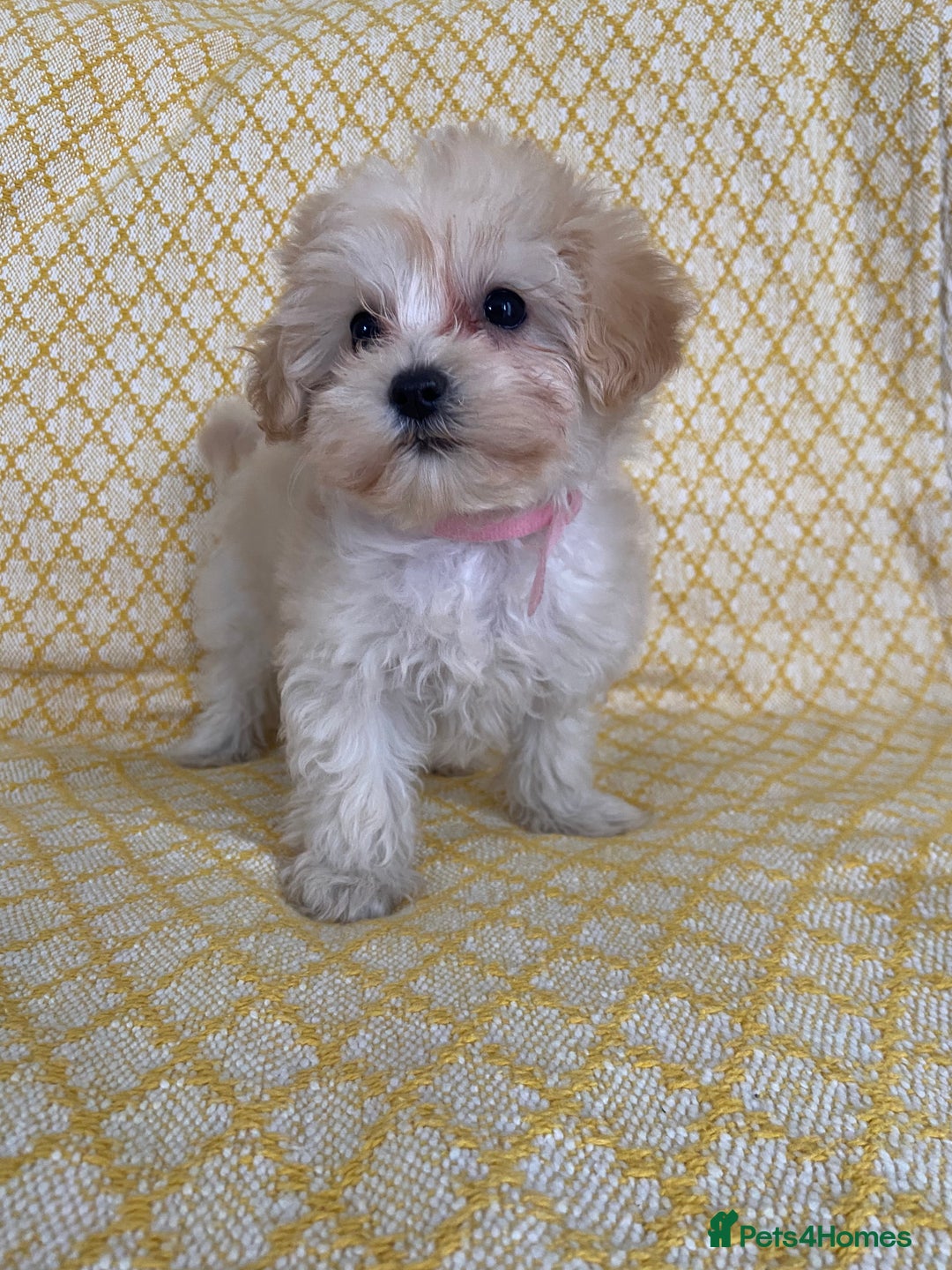 Maltipoo dogs for sale: WAITING LIST NOW OPEN Beautiful h/tested maltipoos - Image 10
