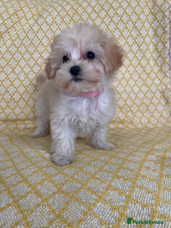 Maltipoo dogs - Advert 2