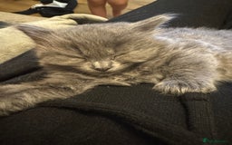 Russian Blue cats for sale: Blue Russian mix - Image 12
