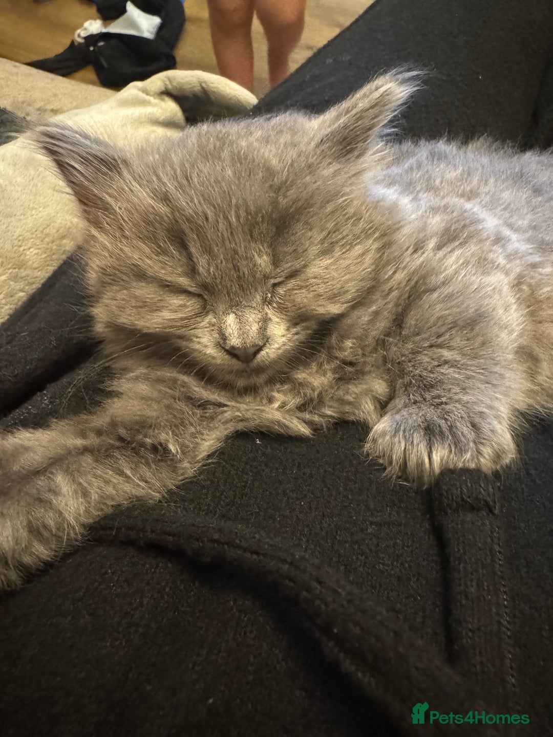 Russian Blue cats for sale: Blue Russian mix - Image 12