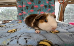 Guinea Pig rodents for sale: Baby Longhaired Brothers/Teddies Available RTR - Image 13