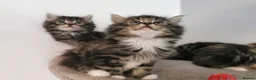 Mixed Breed cats for sale: Absolutely stunning kittens looking for a new home - Advert 20